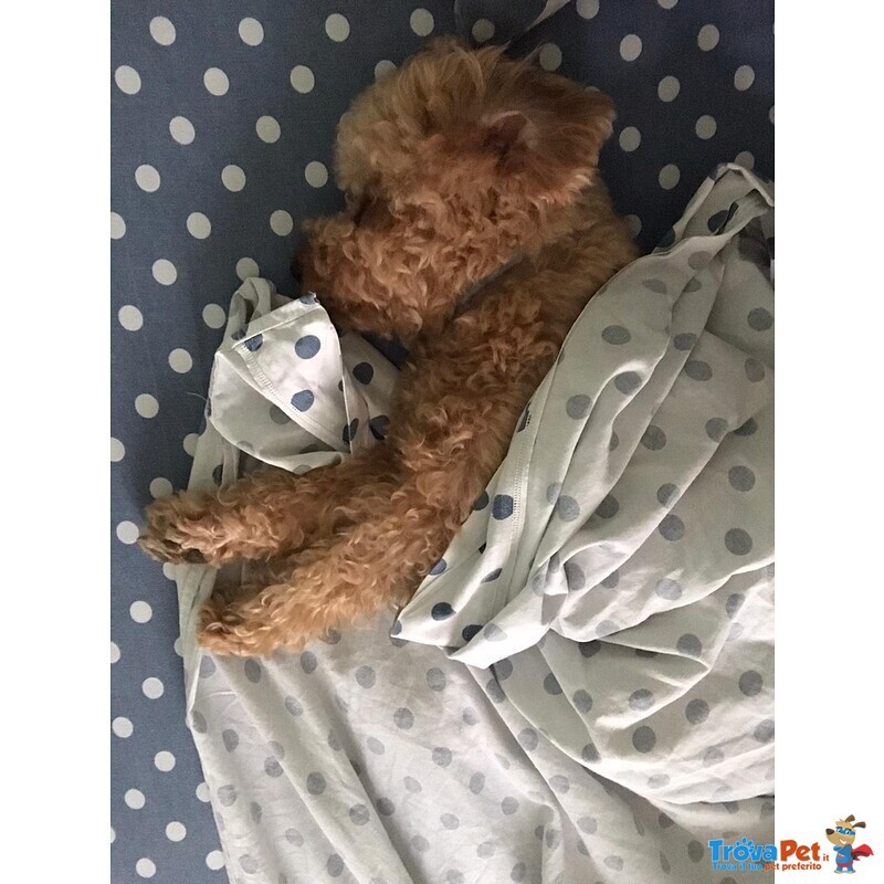 Disponibile per Accoppiamento: Cerco Barboncina Femmina - Foto n. 4