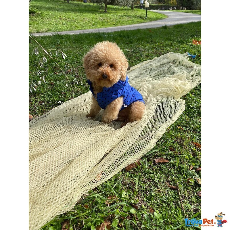 Disponibile per Accoppiamento: Cerco Barboncina Femmina - Foto n. 6