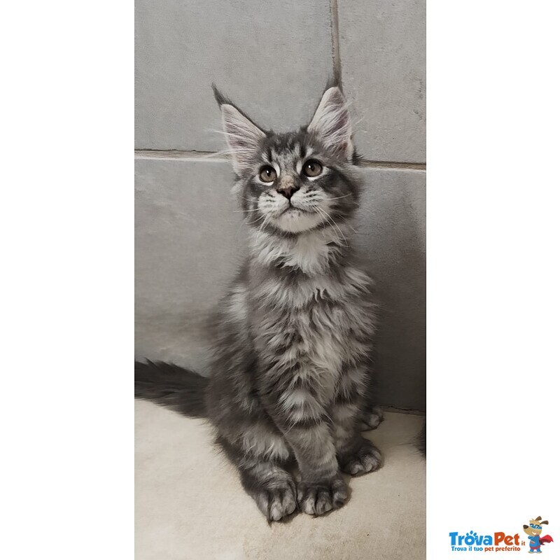 Cuccioli di Maine coon Pedigree Agi - Foto n. 1