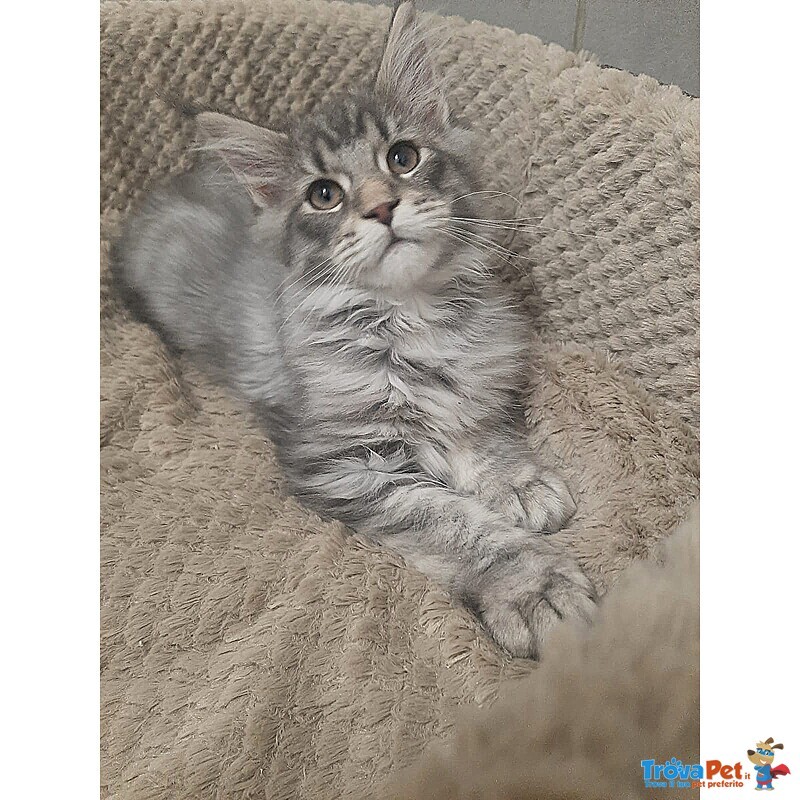 Cuccioli di Maine coon Pedigree Agi - Foto n. 2