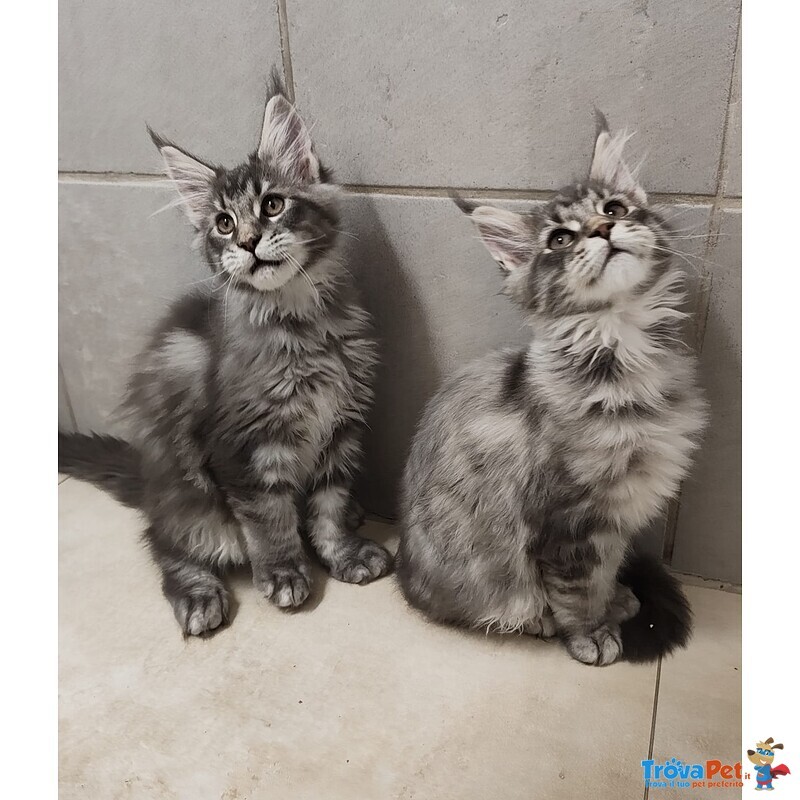 Cuccioli di Maine coon Pedigree Agi - Foto n. 3