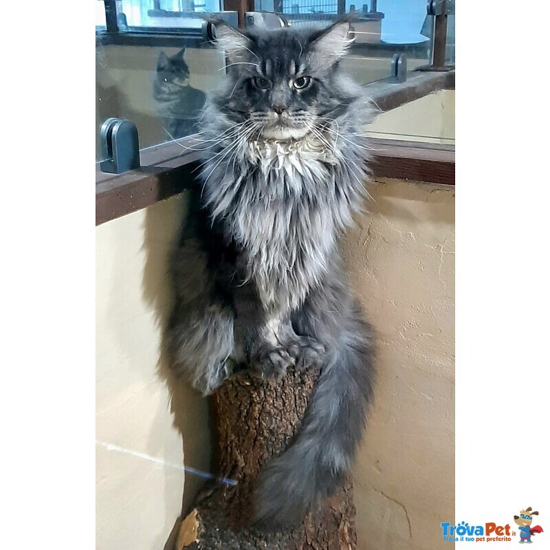 Cuccioli di Maine coon Pedigree Agi - Foto n. 4