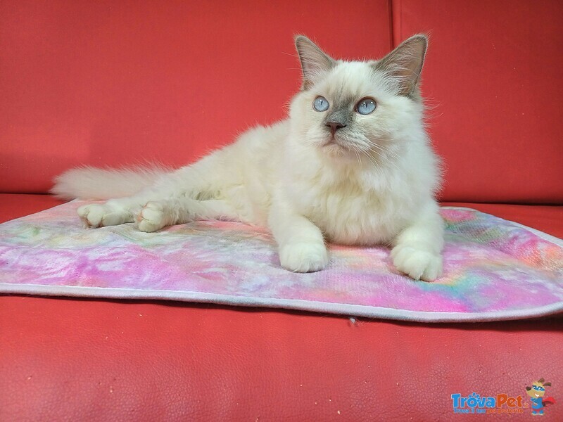 Wonder blue Sirius - Foto n. 1