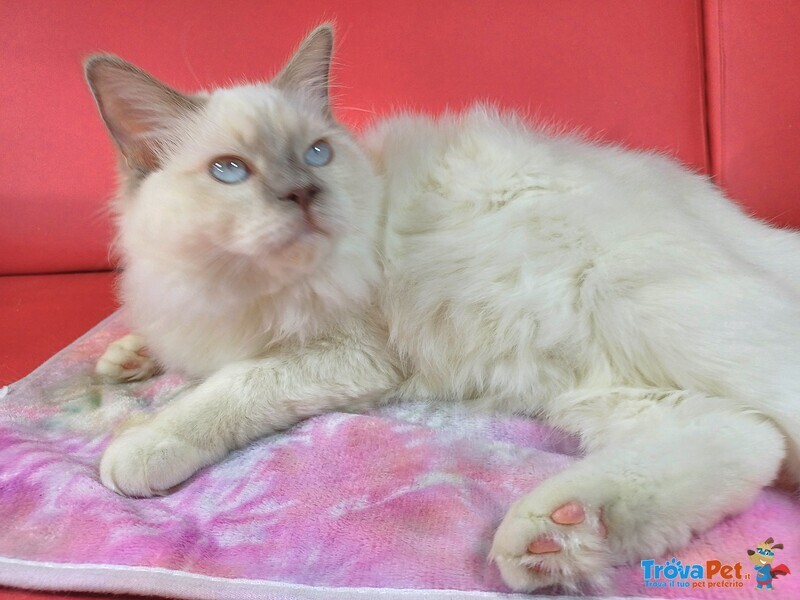 Wonder blue Sirius - Foto n. 4