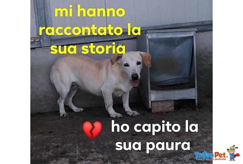 Miele 8anni Impaurita,ma Anche Curiosa 10-12kg - Foto n. 1