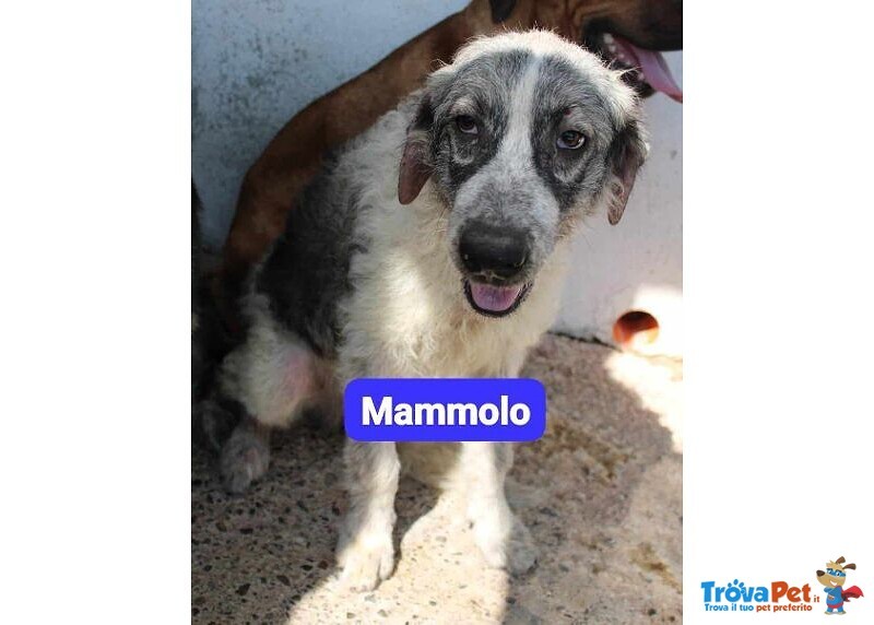 Dotto-Gongolo-Mammolo Giovani tg Grande - Foto n. 3