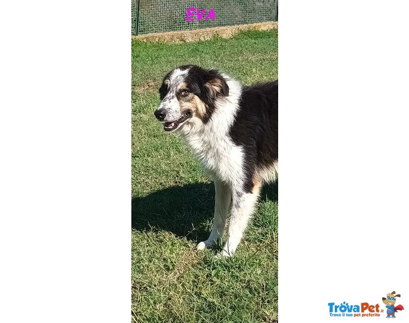 Eva 4anni Timida Pastorina - Foto n. 1