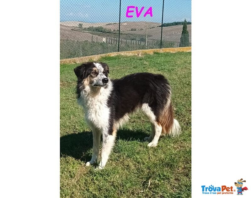 Eva 4anni Timida Pastorina - Foto n. 2