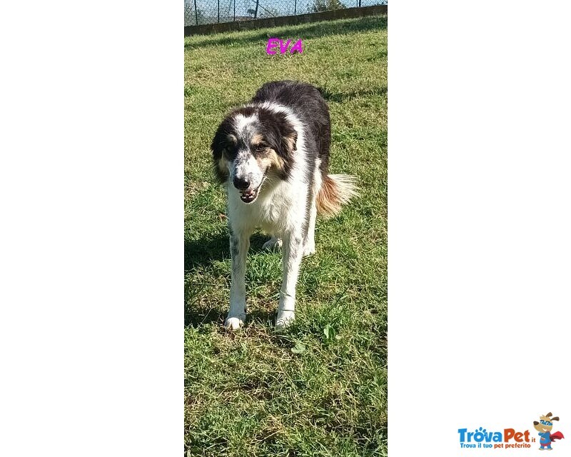 Eva 4anni Timida Pastorina - Foto n. 3