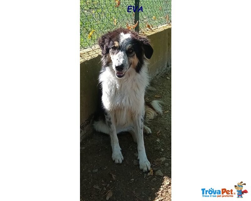 Eva 4anni Timida Pastorina - Foto n. 4