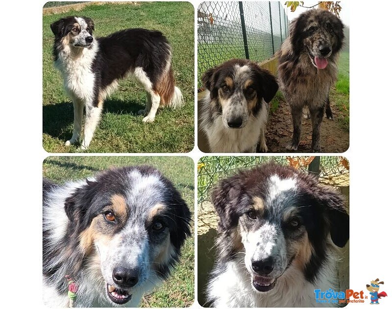 Eva 4anni Timida Pastorina - Foto n. 5