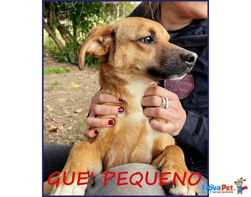 Gue' 2anni Circa - 10kg Viveva per Strada! - Foto n. 1