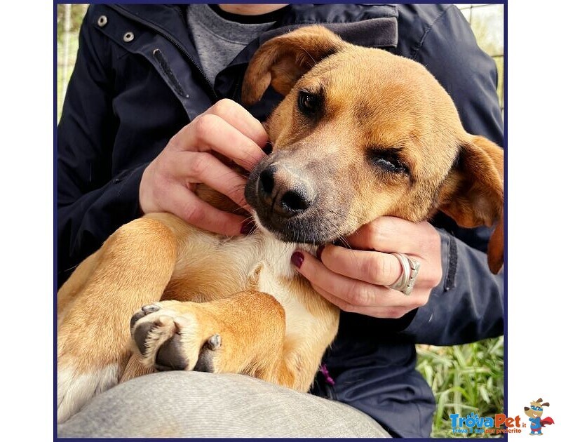 Gue' 2anni Circa - 10kg Viveva per Strada! - Foto n. 2