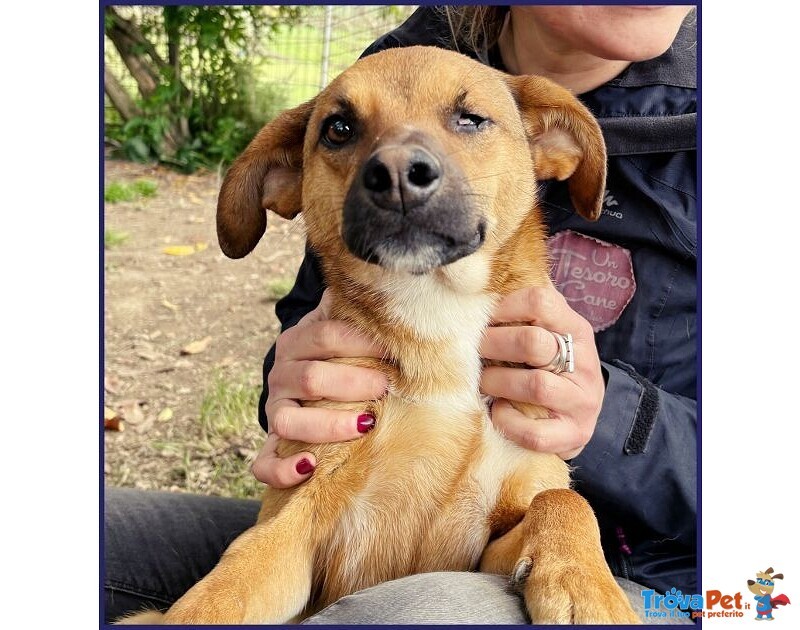 Gue' 2anni Circa - 10kg Viveva per Strada! - Foto n. 3