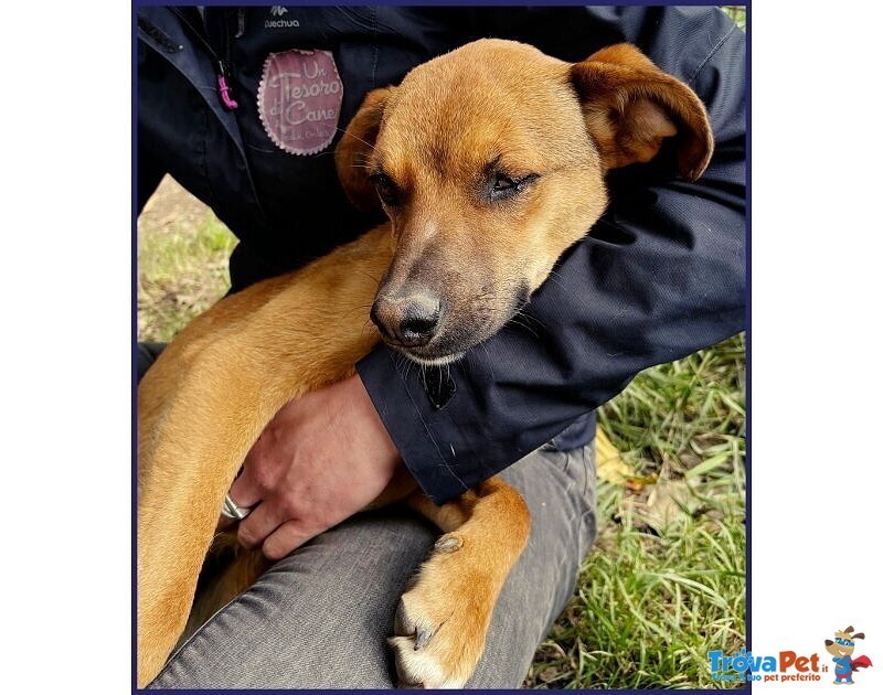 Gue' 2anni Circa - 10kg Viveva per Strada! - Foto n. 4