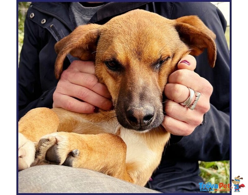 Gue' 2anni Circa - 10kg Viveva per Strada! - Foto n. 6