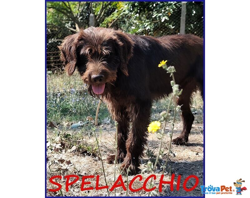 Spelacchio 4-5 anni Merita una vita Serena - tg Media - Foto n. 1