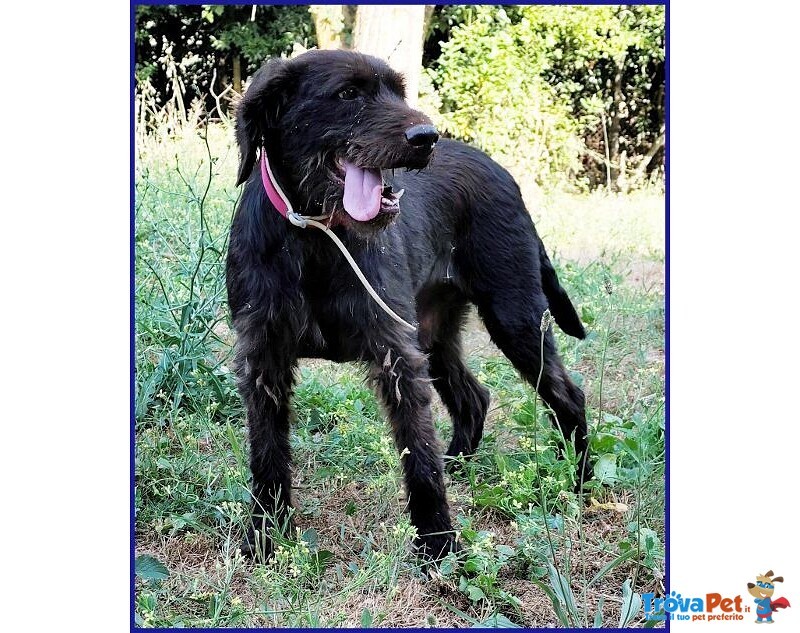 Spelacchio 4-5 anni Merita una vita Serena - tg Media - Foto n. 2