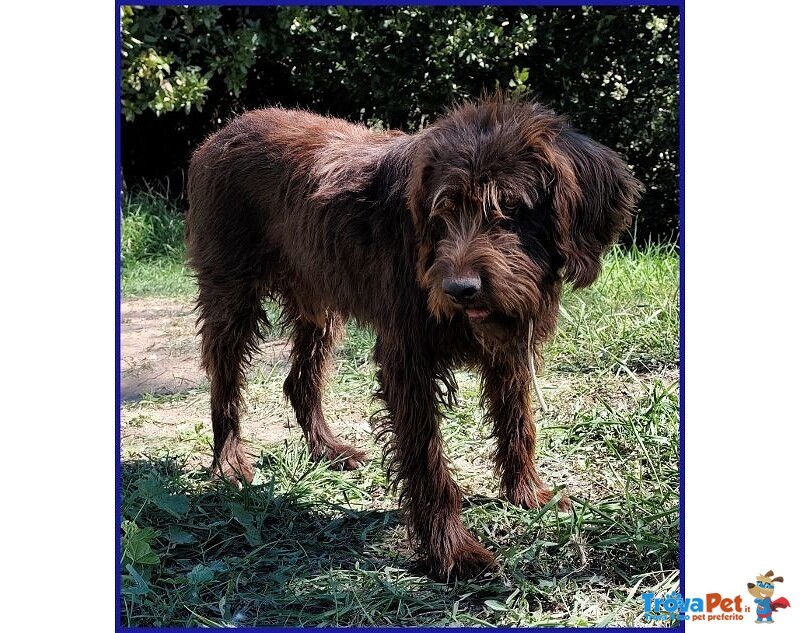 Spelacchio 4-5 anni Merita una vita Serena - tg Media - Foto n. 4