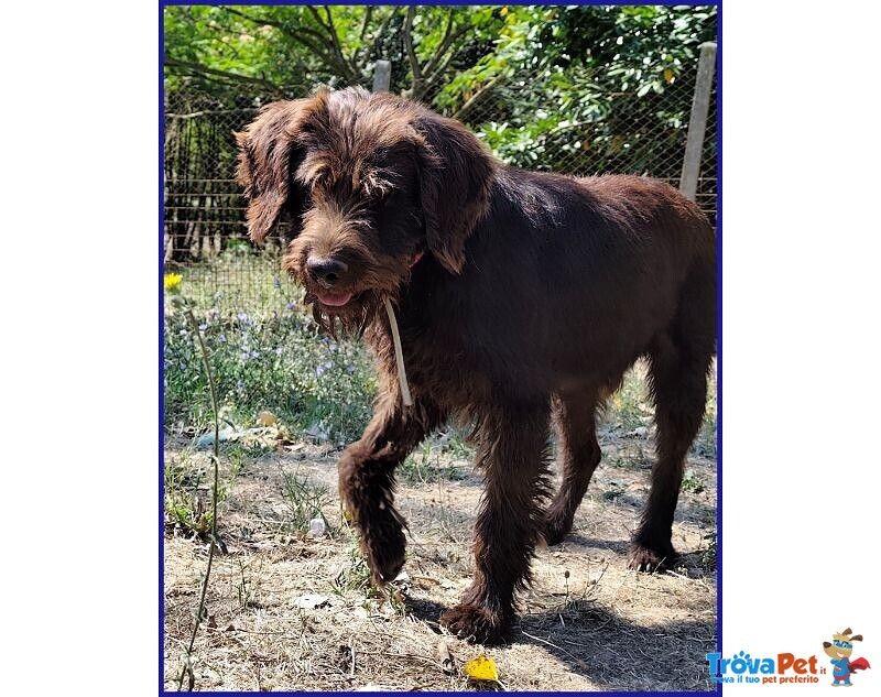 Spelacchio 4-5 anni Merita una vita Serena - tg Media - Foto n. 5