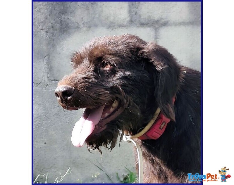 Spelacchio 4-5 anni Merita una vita Serena - tg Media - Foto n. 6