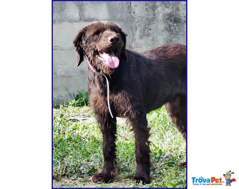 Spelacchio 4-5 anni Merita una vita Serena - tg Media - Foto n. 7