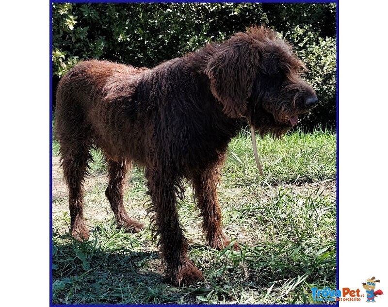 Spelacchio 4-5 anni Merita una vita Serena - tg Media - Foto n. 8