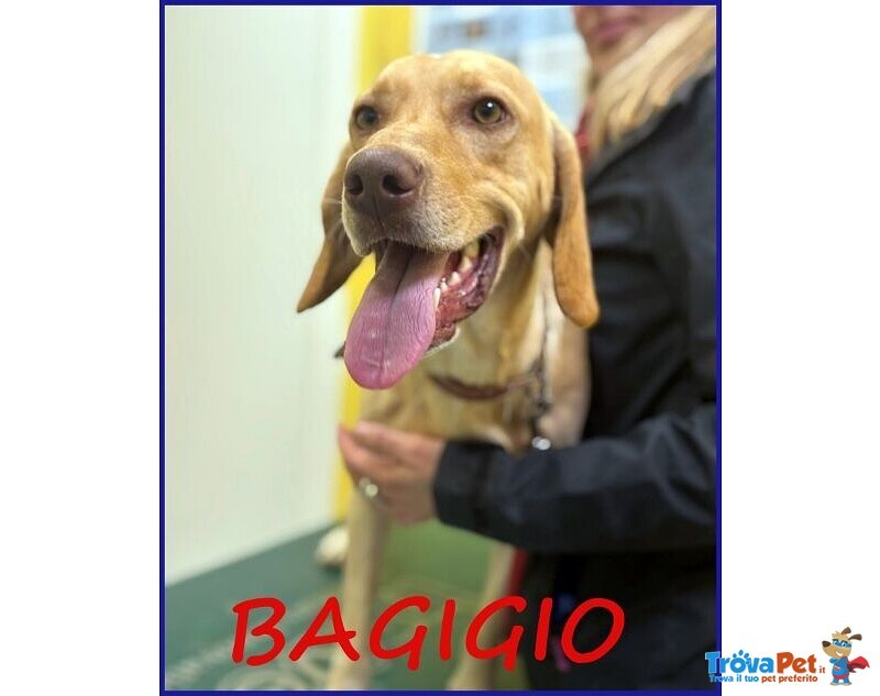 Bagigio Adorabile Cucciolone - Foto n. 1