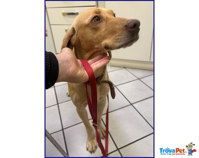 Bagigio Adorabile Cucciolone - Foto n. 2