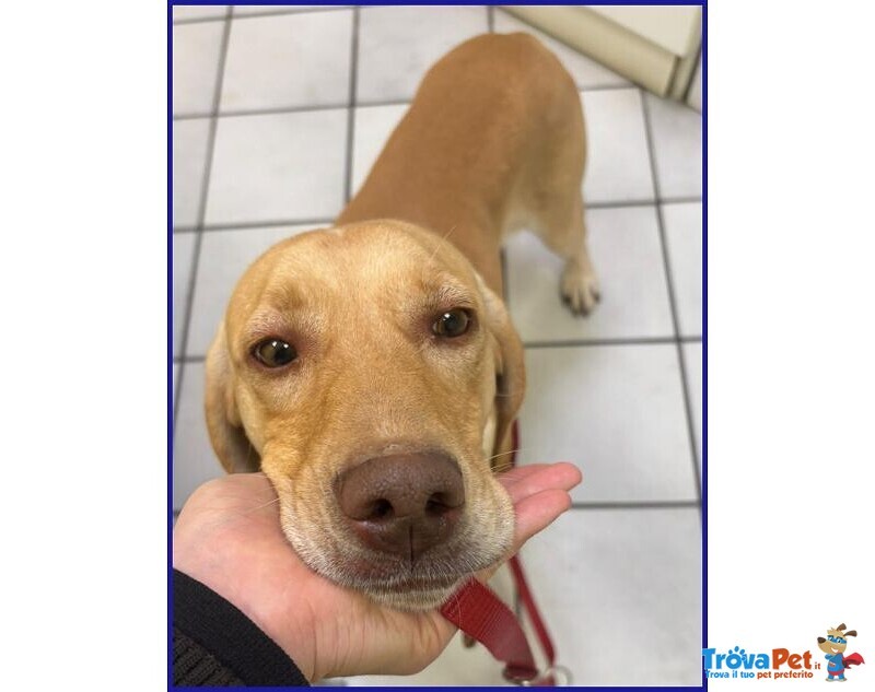 Bagigio Adorabile Cucciolone - Foto n. 3