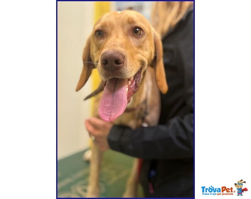 Bagigio Adorabile Cucciolone - Foto n. 4