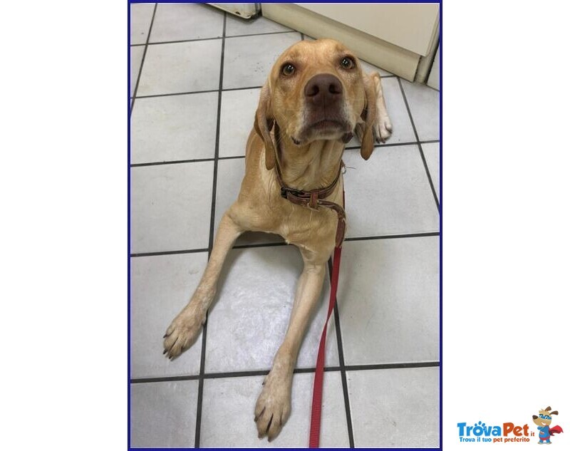 Bagigio Adorabile Cucciolone - Foto n. 5