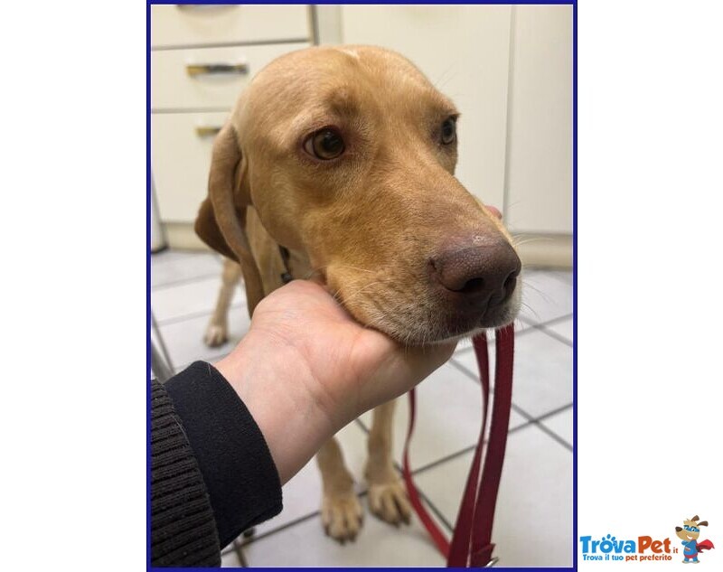 Bagigio Adorabile Cucciolone - Foto n. 6