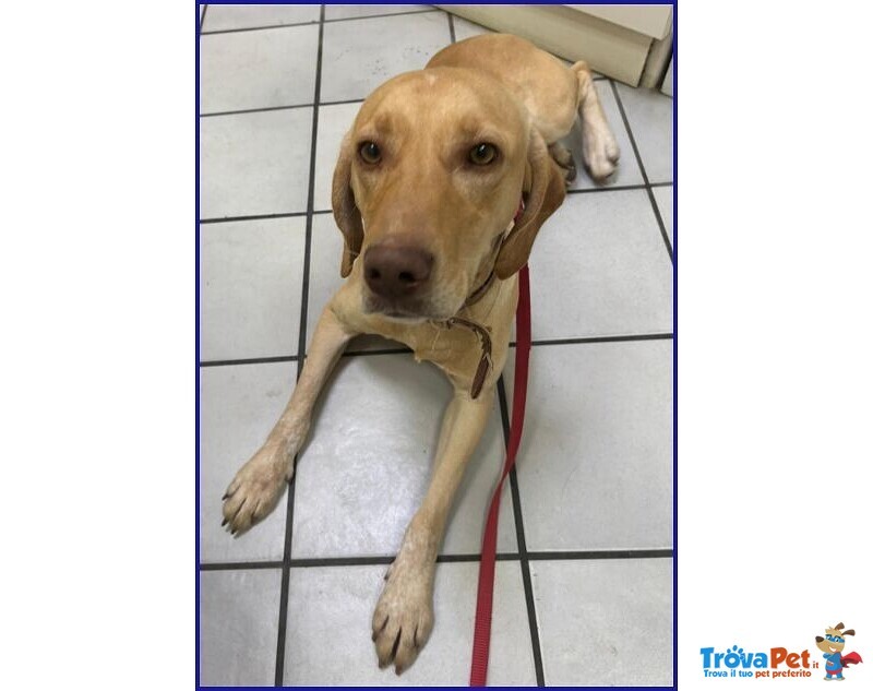 Bagigio Adorabile Cucciolone - Foto n. 7