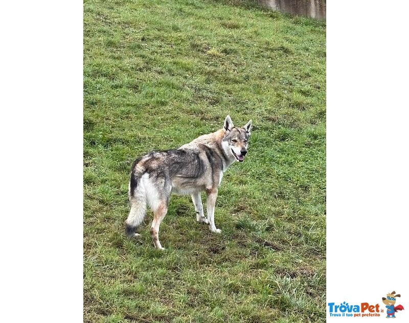 Diana Splendido lupo Cecoslovacco X Esperti! - Foto n. 2