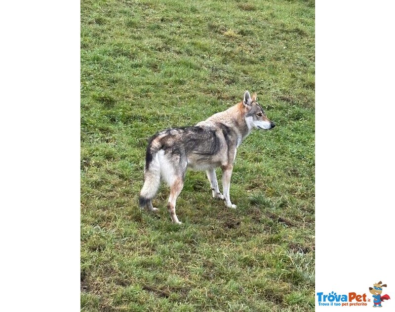 Diana Splendido lupo Cecoslovacco X Esperti! - Foto n. 3