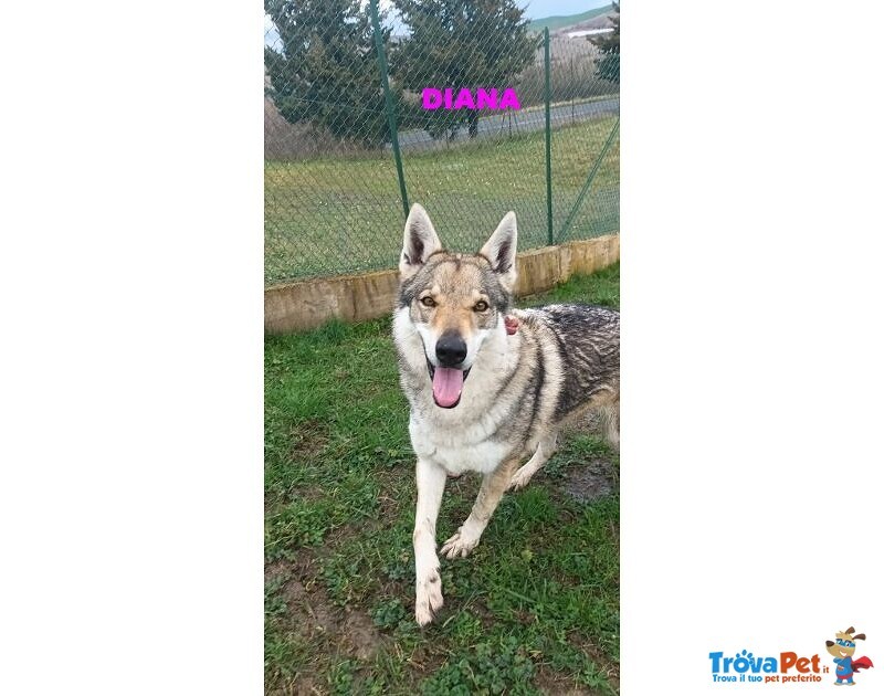 Diana Splendido lupo Cecoslovacco X Esperti! - Foto n. 4