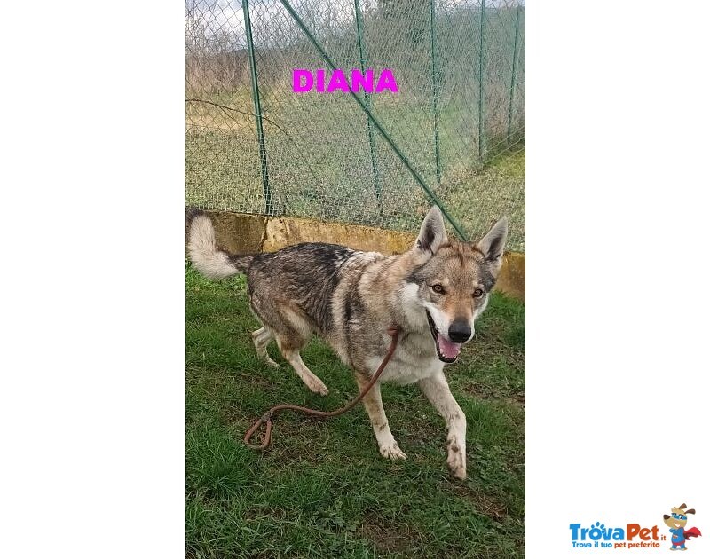 Diana Splendido lupo Cecoslovacco X Esperti! - Foto n. 7
