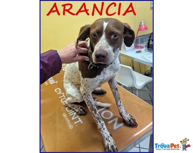 Arancia Giovane Pointerina un Po'timorosa - Foto n. 1