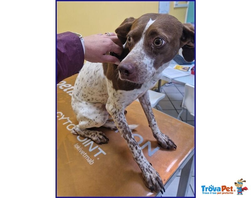 Arancia Giovane Pointerina un Po'timorosa - Foto n. 2