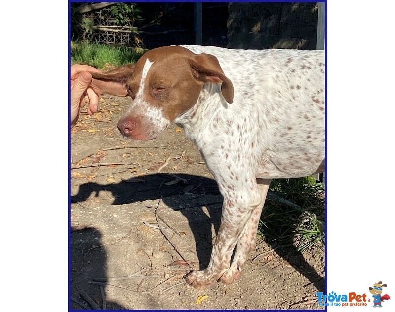 Arancia Giovane Pointerina un Po'timorosa - Foto n. 3