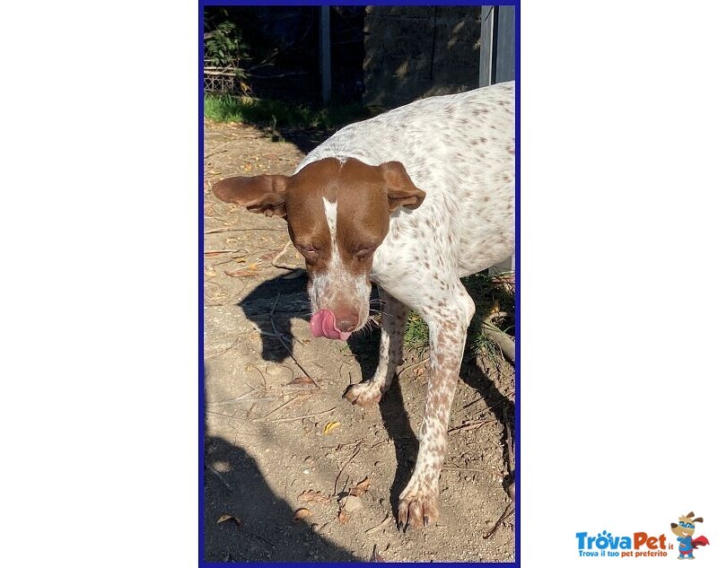 Arancia Giovane Pointerina un Po'timorosa - Foto n. 4