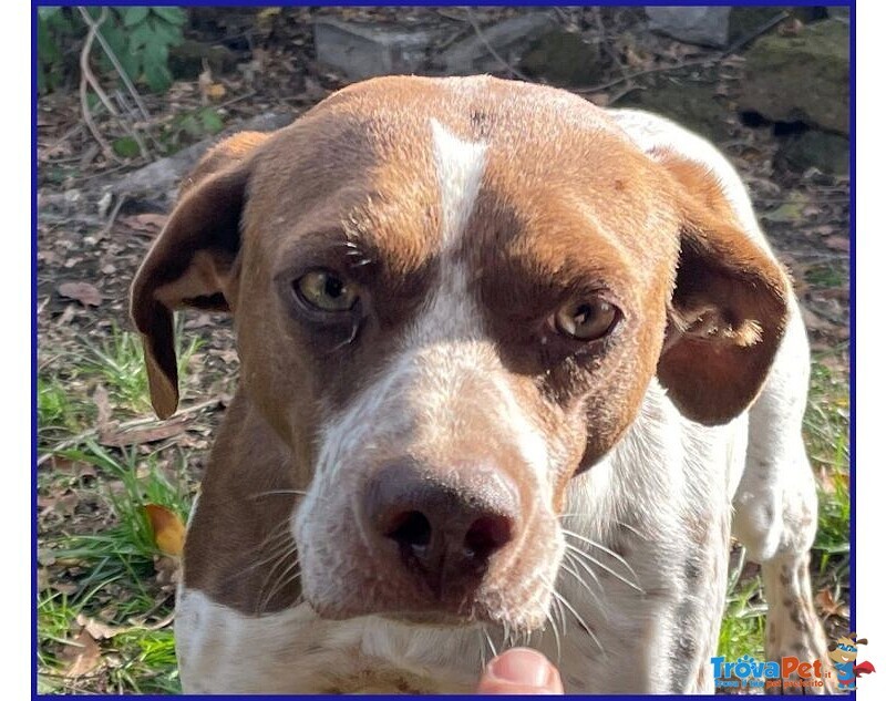 Arancia Giovane Pointerina un Po'timorosa - Foto n. 5