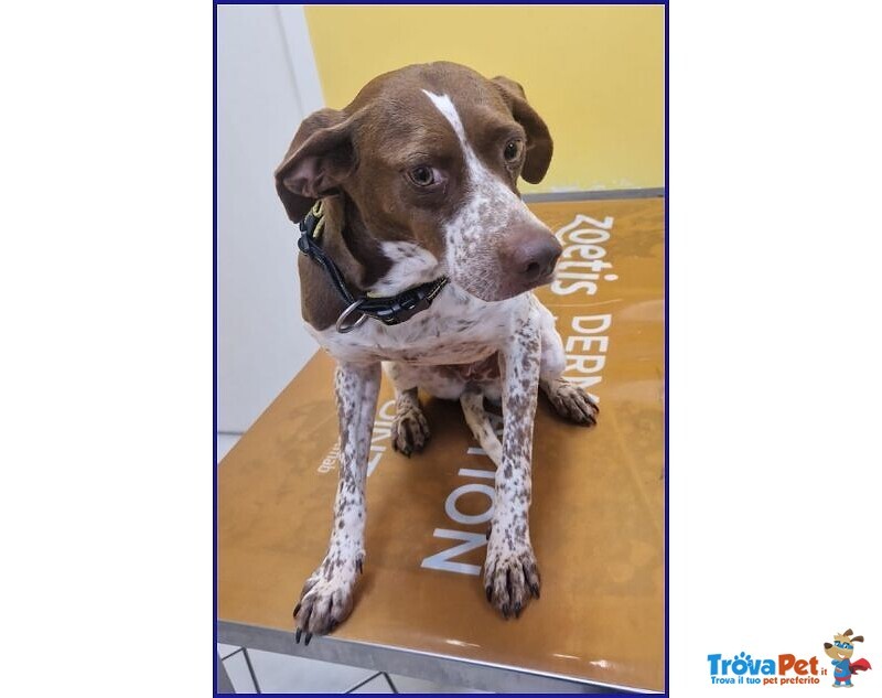 Arancia Giovane Pointerina un Po'timorosa - Foto n. 6