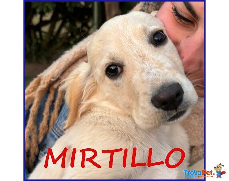 Mirtillo Dolce Cucciolino Unico Sopravvissuto - Foto n. 1