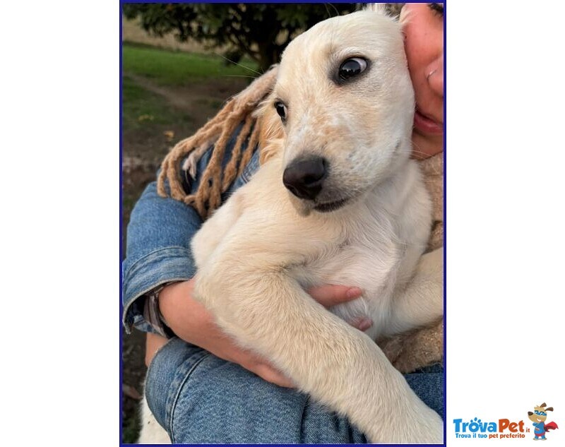 Mirtillo Dolce Cucciolino Unico Sopravvissuto - Foto n. 3