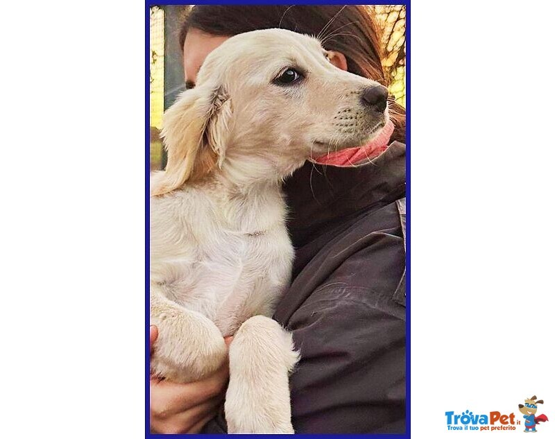 Mirtillo Dolce Cucciolino Unico Sopravvissuto - Foto n. 4