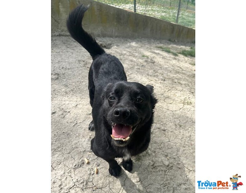 Obelix Affettuoso! un Concentrato di Allegria - tg Piccola - Foto n. 2