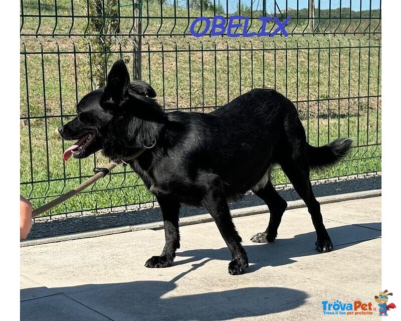 Obelix Affettuoso! un Concentrato di Allegria - tg Piccola - Foto n. 4