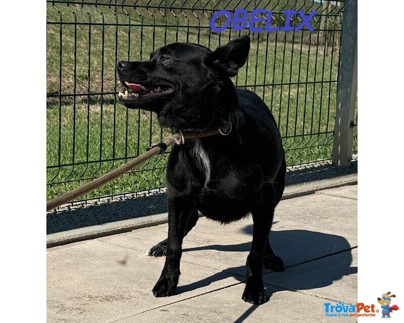 Obelix Affettuoso! un Concentrato di Allegria - tg Piccola - Foto n. 6